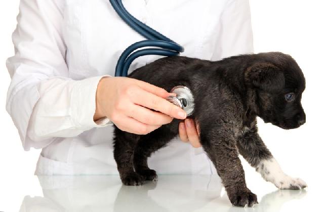 Prefeitura destina mais de R$ 81 mil para procedimentos em animais de rua